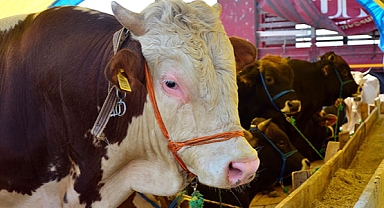 İşte Erzurum'da Kurban Satış ve Kesim Yerleri