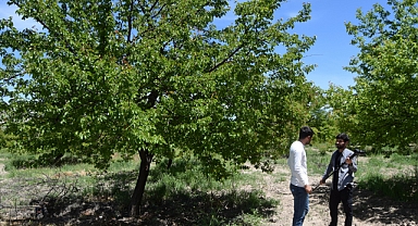 Kayısı ağaçları boş kaldı, rekolte düştü