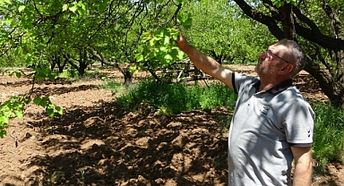 Kayısı düşük rekolte tehlikesiyle karşı karşıya