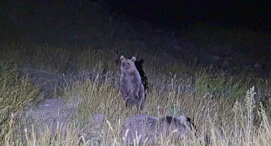 Kış uykusundan uyandılar