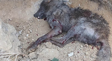Kuduz kurdun ısırdıkları temiz çıktı