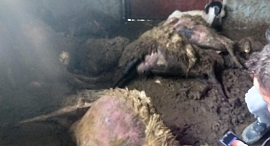 Kurtlar saldırdı: Zaiyat büyük!