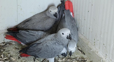 Papağan kaçakçılarına suçüstü!