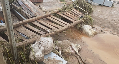 Sağanak yağış hayatı felç etti, 105 hayvan telef oldu   