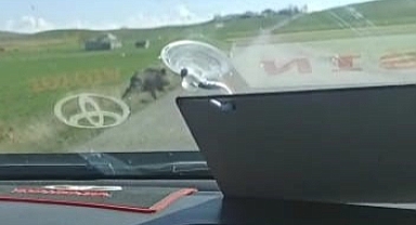 Sürücülerin korkulu rüyası yaban domuzları yola çıkmaya devam ediyor