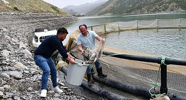 Terör yerini huzura bıraktı! Dağlarda üretim artıyor