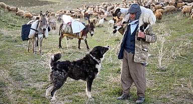 Terörden arındırılan yaylalarda küçükbaş hayvan ve kuş sesleri