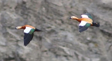 Vatandaşlar tarafından görüntülendi!