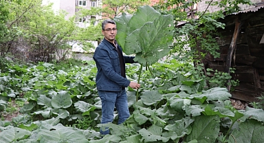 Vietnam değil Erzurum! Görenler şaşırıyor!