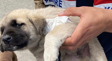 Yaralı yavru köpeğe hayvanları koruma timi müdahale etti
