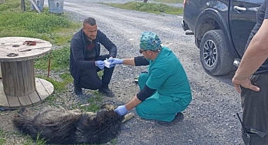 Yılanların ısırdığı köpeklere belediye sahip çıktı