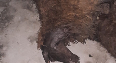 Yıldırım isabet etti, 9 koyun telef oldu 