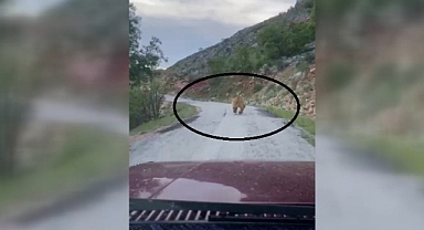 Yol üstünde görüldü! Görenler şok oldu!
