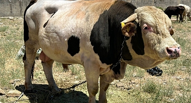 1 ton 100 kilogramlık ‘Paşa’ alıcısını bekliyor 