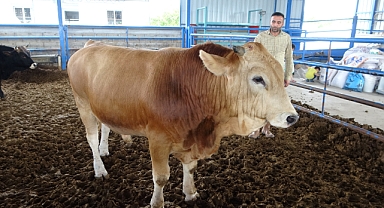 1 tonluk ‘Paşa’ rekor fiyata satıldı