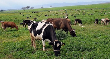 OLTU ORMAN İŞLETME MÜDÜRLÜĞÜ MERA ISLAHI