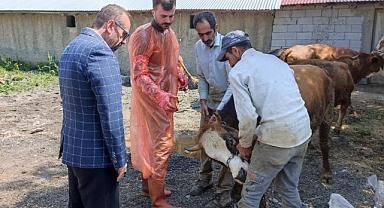 97 büyükbaş kurbanlık ihtiyaç sahiplerine ulaştırılacak
