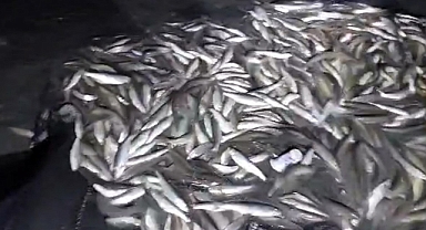 Ağa takılı 2 ton inci kefali kurtarıldı   