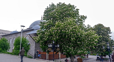 Asırlık ağaçlar görsel şölen sunuyor