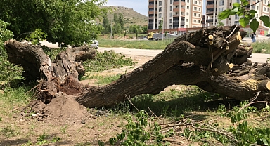Asırlık dut ağacı ortadan ikiye ayrılıdı