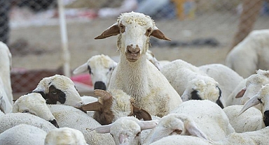 Atatürk Üniversitesi'nden kurbanlık fırsatı