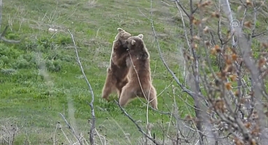Ayıların güreşi güldürdü!