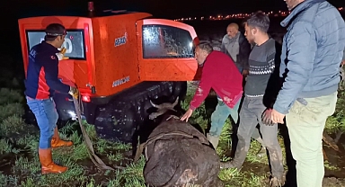 Bataklığa saplandı! AFAD ekipleri kurtardı!