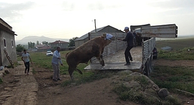 Batı illerine kurbanlık sevkiyatı sürüyor
