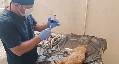 Bayramda sokak hayvanları unutulmadı