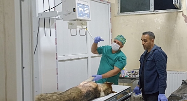 Belediye ekipleri sahip çıktı