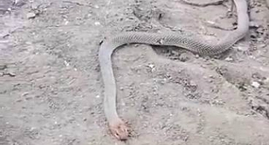 Bitkin halde bulundu! Dev yılan, suyla kendine geldi