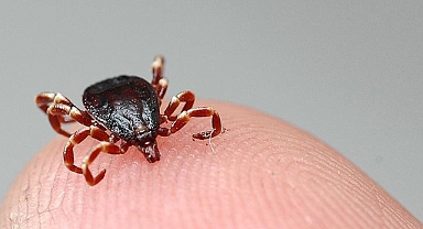 ''Bu aydan itibaren vaka artışı olabilir''