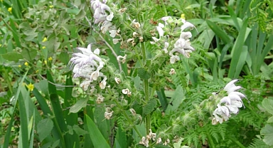 Bu çiçeği koparmanın cezası 244 bin 315 lira!