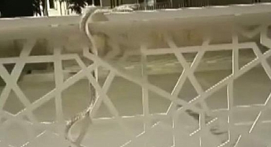 Caddenin ortasında yılan paniği!