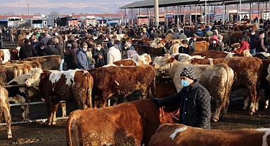 Canlı hayvan pazarı ile 99 köy şap karantinasına alındı!