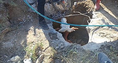 Çukura düşen inek kurtarıldı