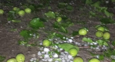 Dolu yağışı sarı altını vurdu