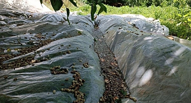 Ekinleri dolu vurdu!