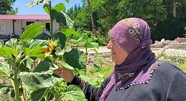 Enkazdan geriye sadece ayçiçekleri kaldı