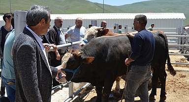 Erzurum'da hayvan pazarında yoğunluk: Fiyatlar yüksek, pazarlık sıkı