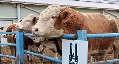 Erzurum'da kurbanlıklar için sıkı tedbirler