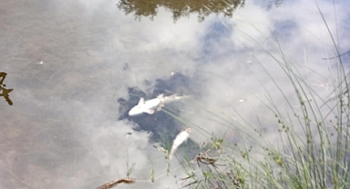 Esrarengiz balık ölümleri!