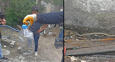 Eve girmeye çalışan yılan son anda yakalandı