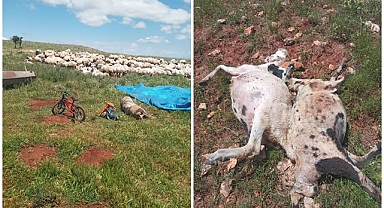 Fırtına ve yağmur 10 koyunu telef etti   