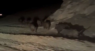 Gece karanlığında ortaya çıktılar