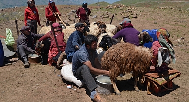 Göçerlerin süt sağım mesaisi başladı