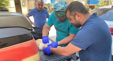 Hasta kediler için seferber oldular