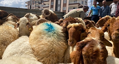 Hayvanlarını kaybetmişlerdi, devlet sahip çıktı