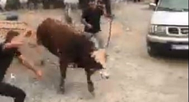 İpini kopardı! Kurban pazarını birbirine kattı