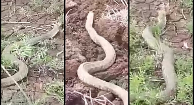Isırığı bir insanı öldürmeye yeten koca engerek yılanı görüntülendi